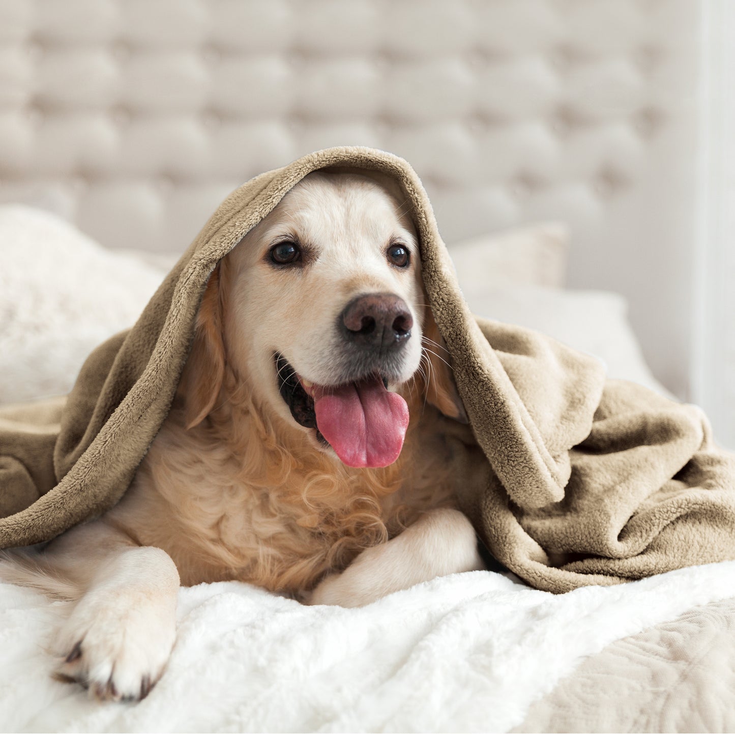 Fleece Blankets Queen Size Throw Blankets for Bed & Couch, Plush Cozy Fuzzy Blanket, Super Soft & Warm Blankets for Fall and Winter