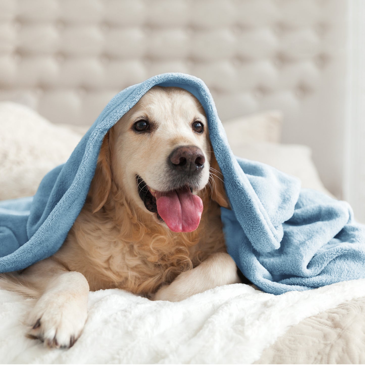 Fleece Blankets Queen Size Throw Blankets for Bed & Couch, Plush Cozy Fuzzy Blanket, Super Soft & Warm Blankets for Fall and Winter