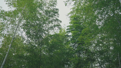 Breathable Bamboo Waffle Blanket.mp4